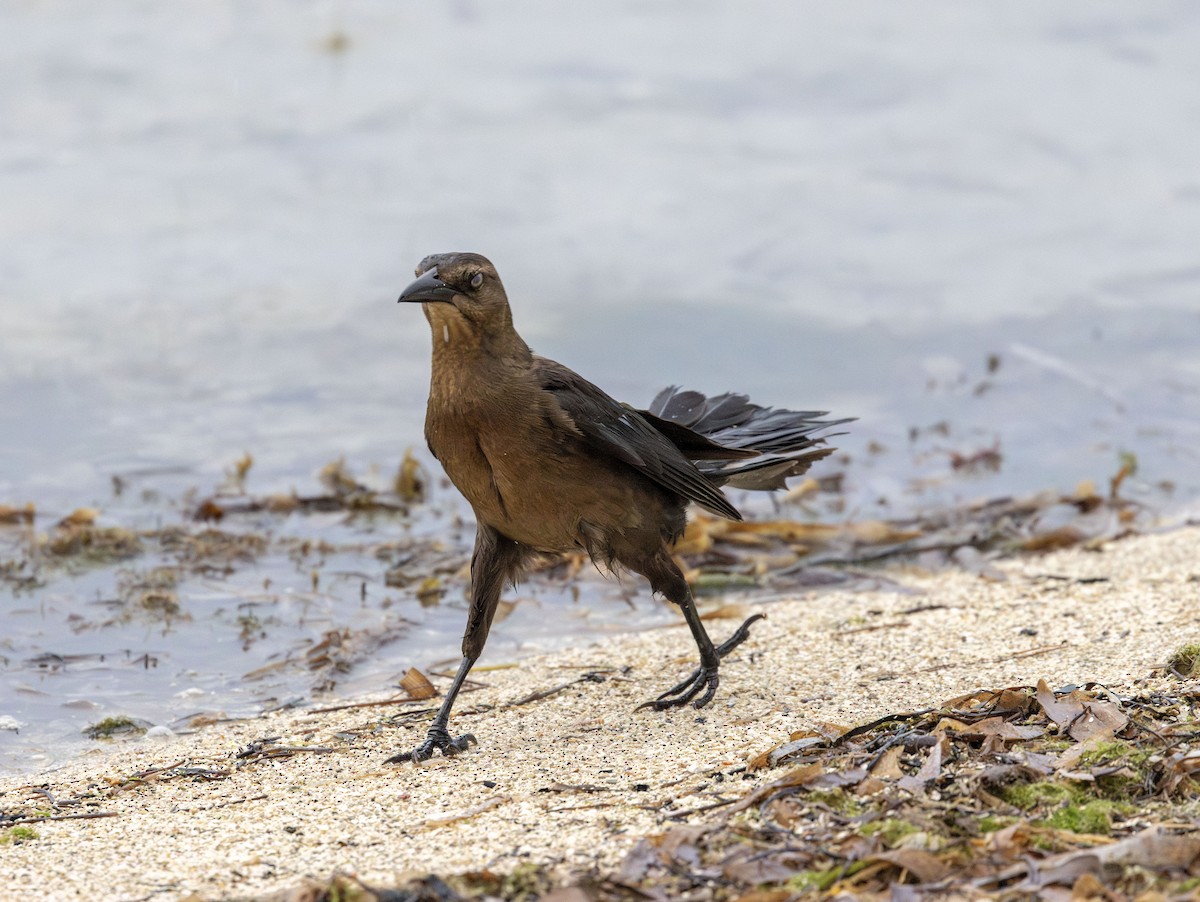 Great-tailed Grackle - ML621018286