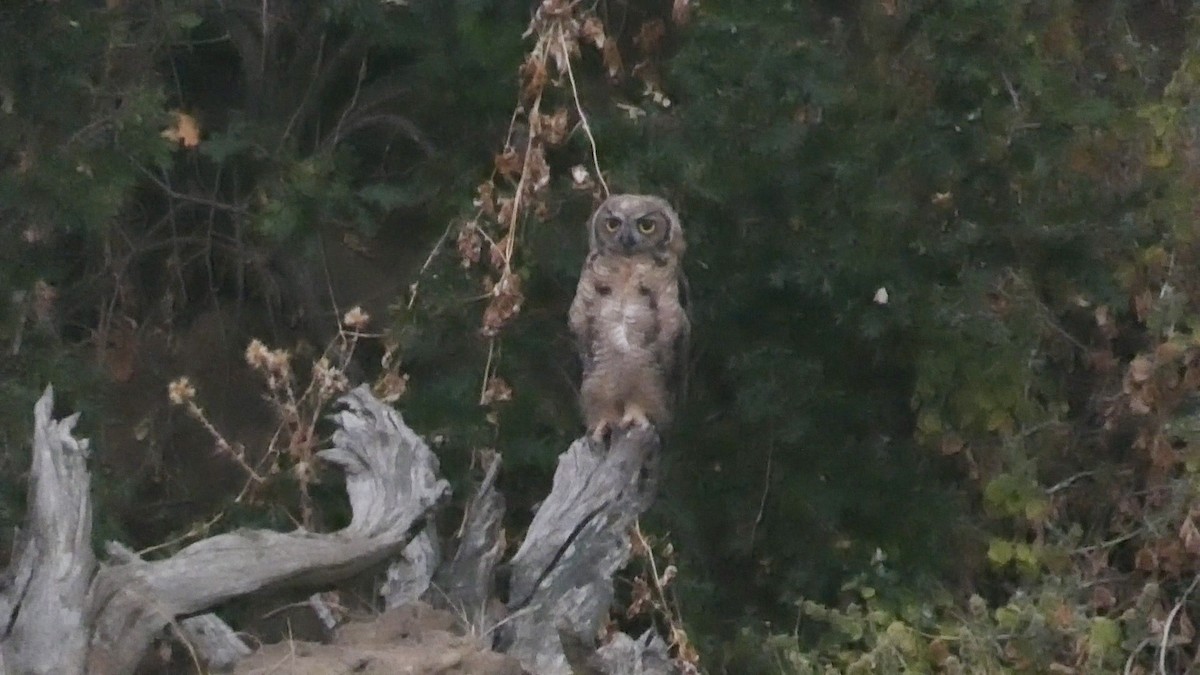 Great Horned Owl - ML621018289