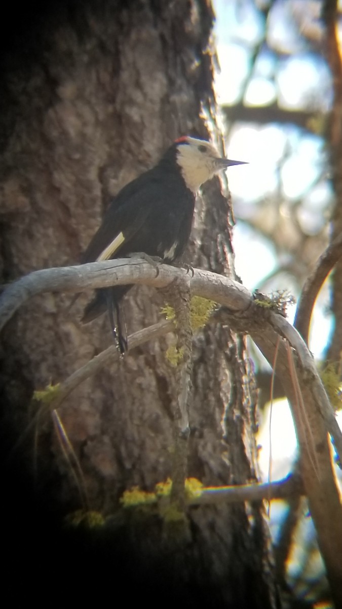 White-headed Woodpecker - ML621018291