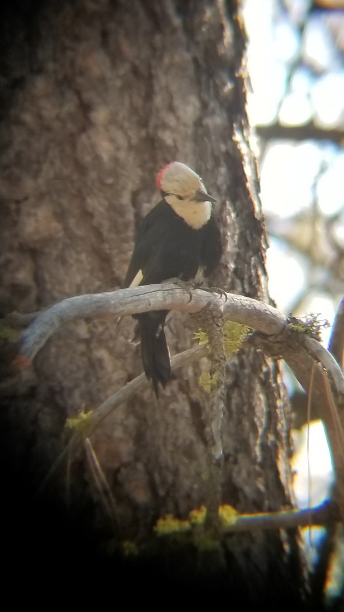 White-headed Woodpecker - ML621018292
