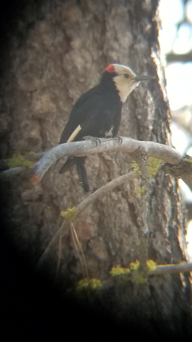 White-headed Woodpecker - ML621018293