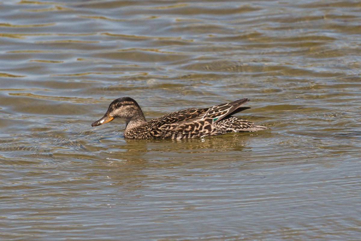 Green-winged Teal - ML621018299