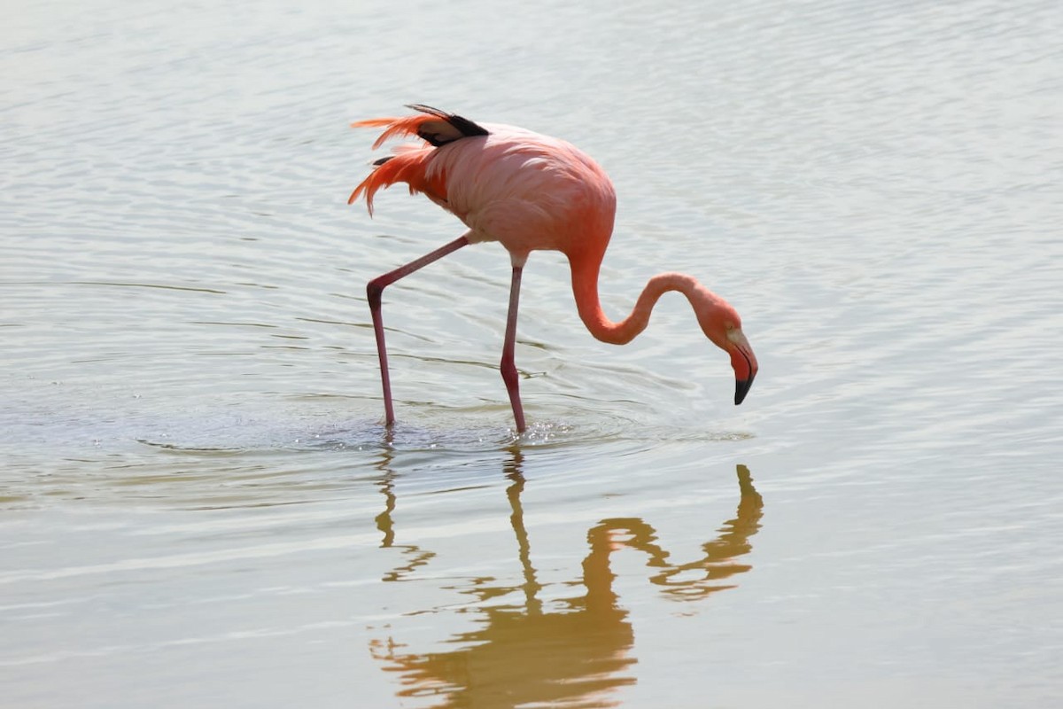 Amerika Flamingosu - ML621018325