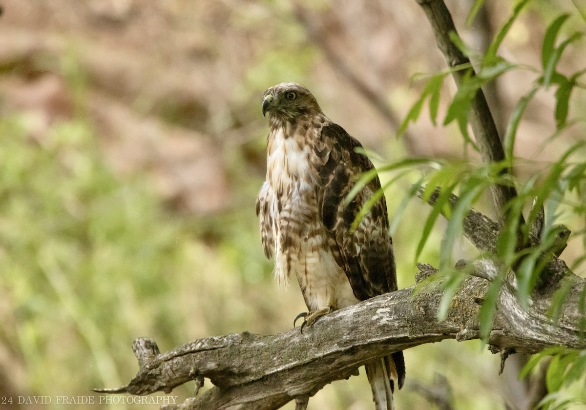 Red-tailed Hawk - ML621018332