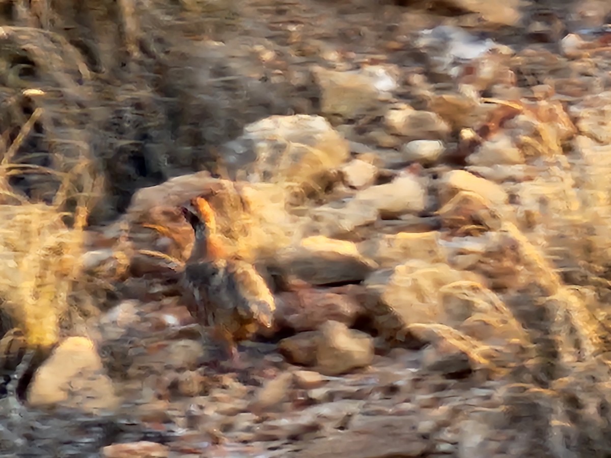 Red-legged Partridge - ML621018341