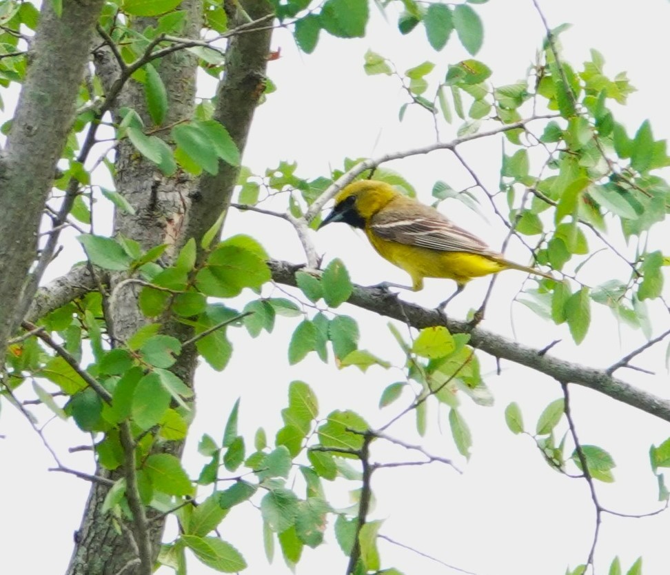 Orchard Oriole - ML621018390