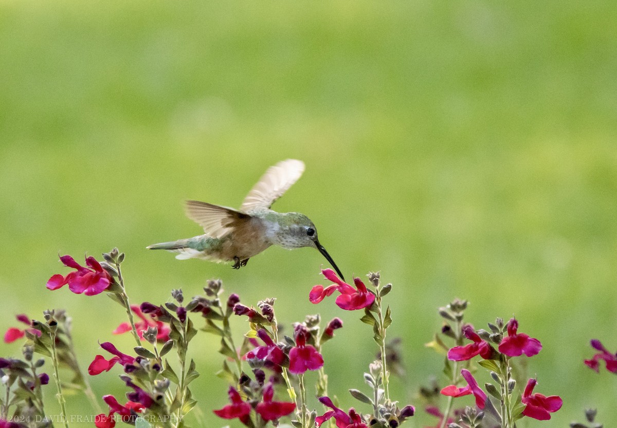 Broad-tailed Hummingbird - ML621018395