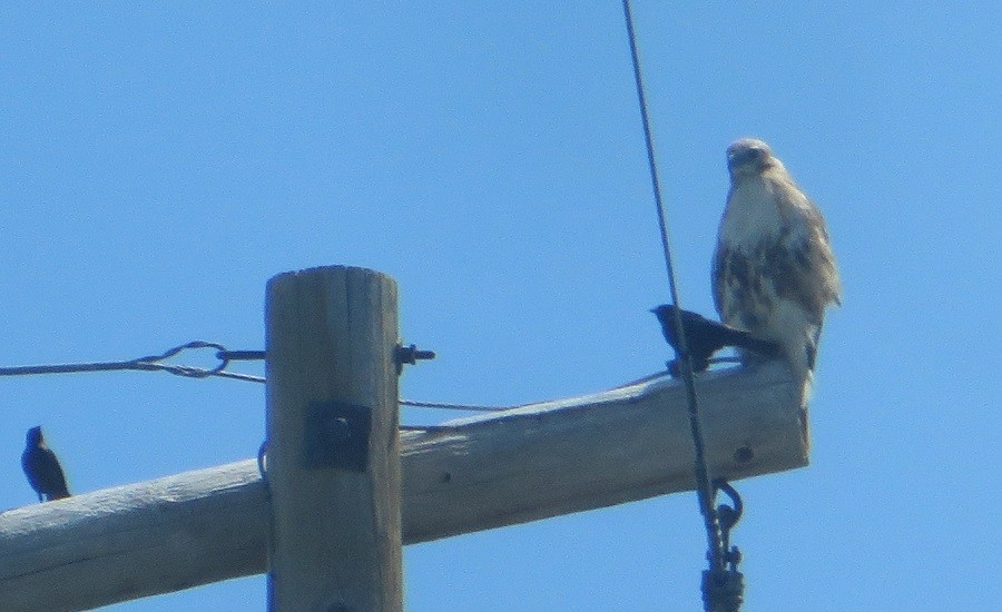 Red-tailed Hawk - ML621018412
