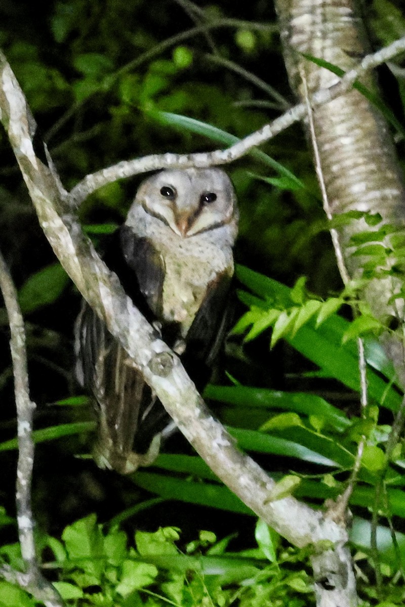 Sulawesi Masked-Owl - ML621018432