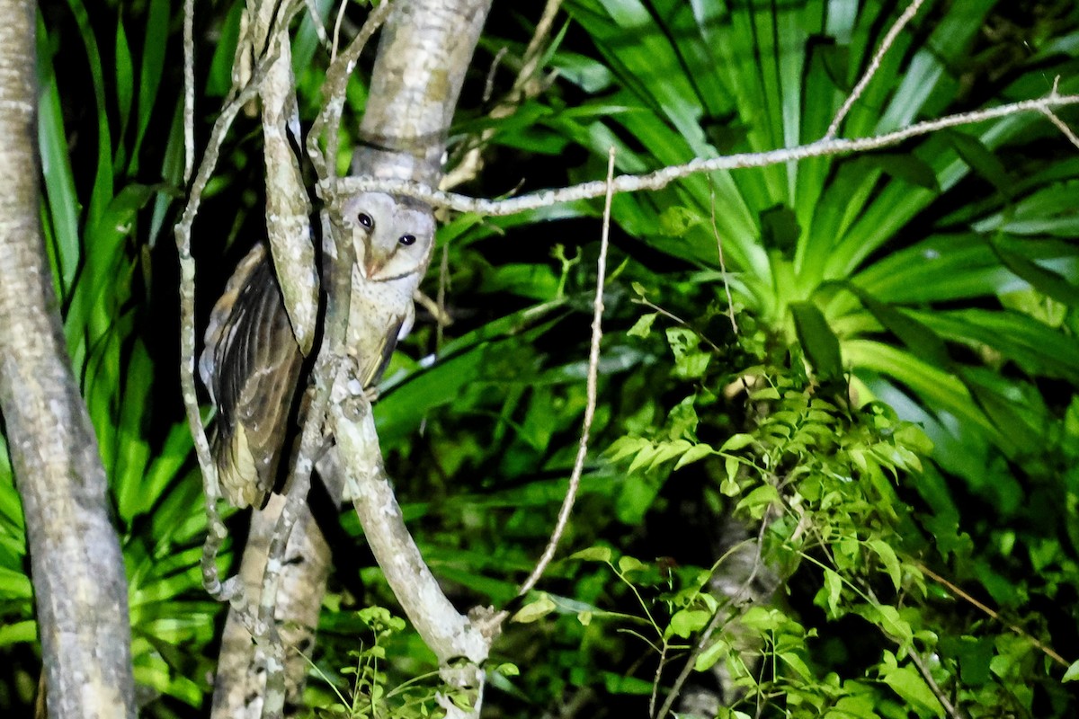 Sulawesi Masked-Owl - ML621018433