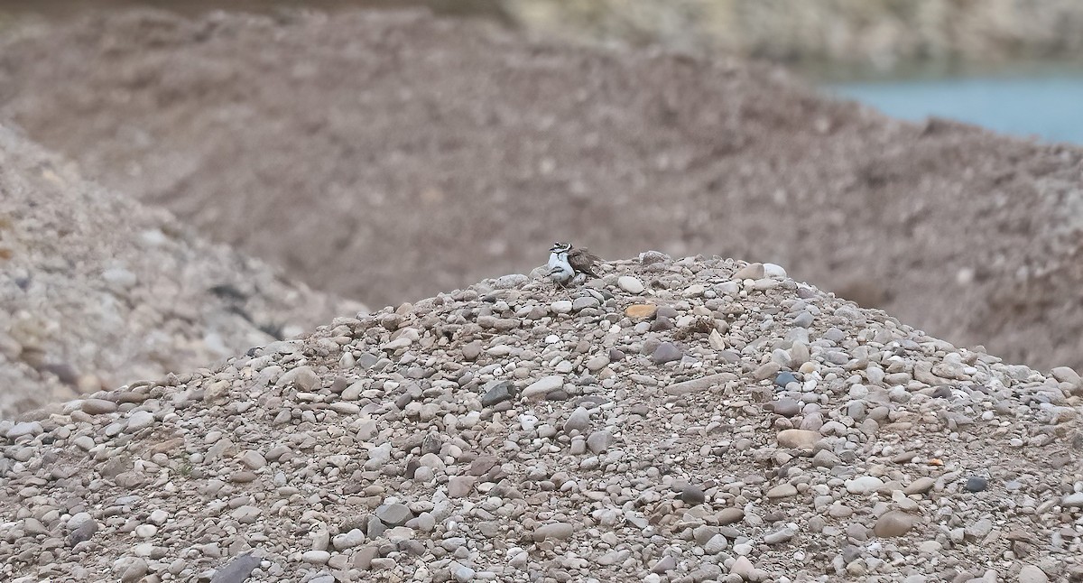Little Ringed Plover (curonicus) - ML621018435