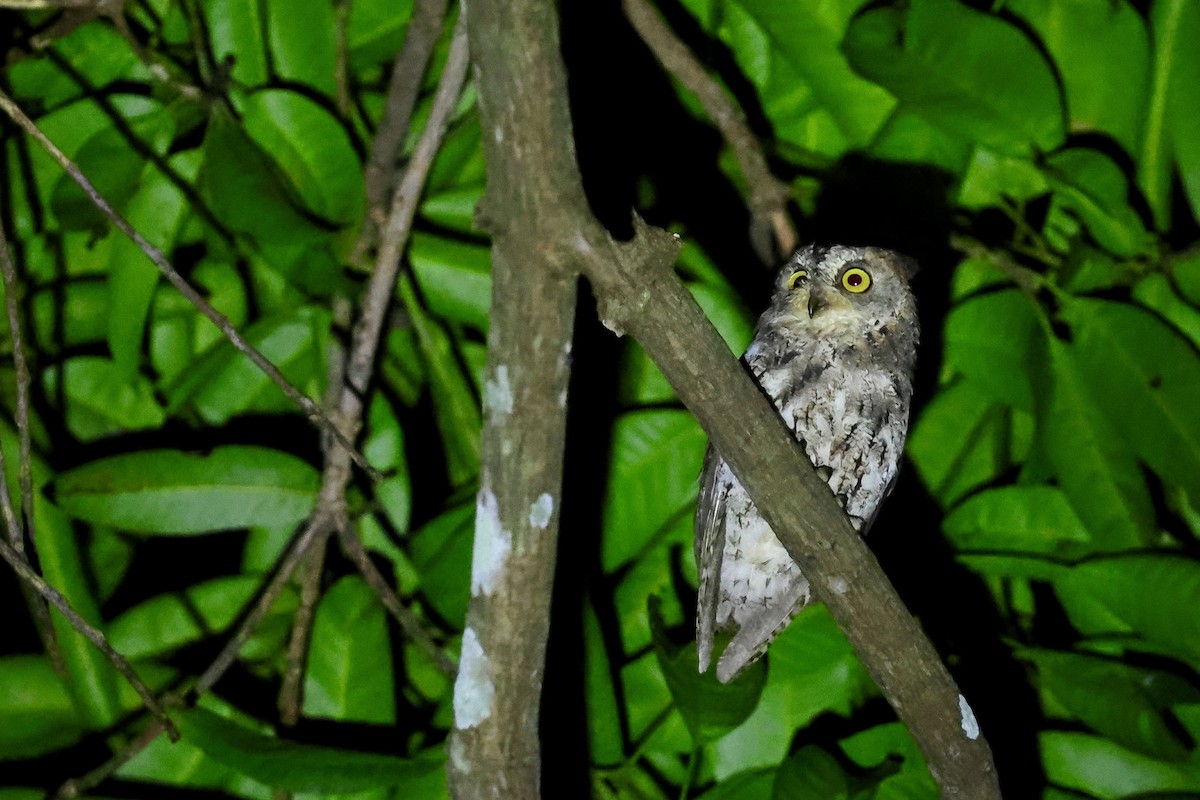 Sulawesi Scops-Owl - ML621018440