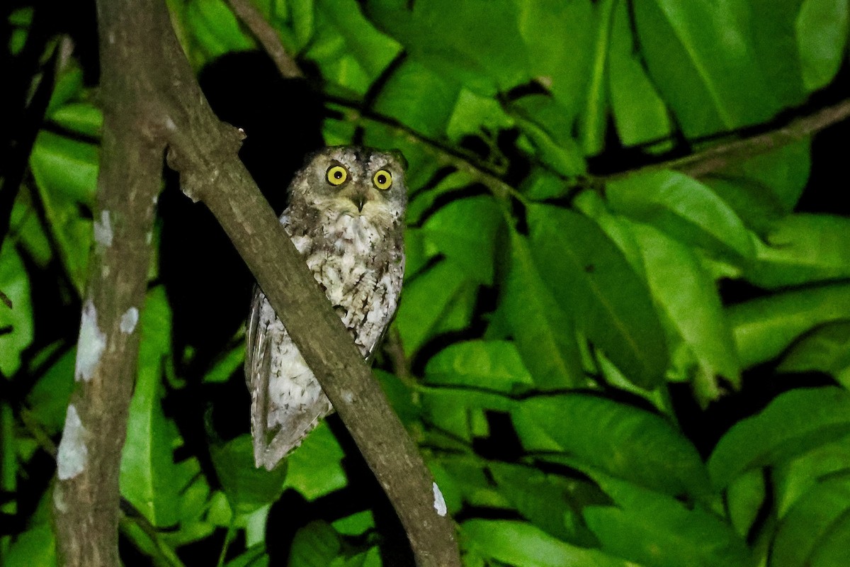 Sulawesi Scops-Owl - ML621018441