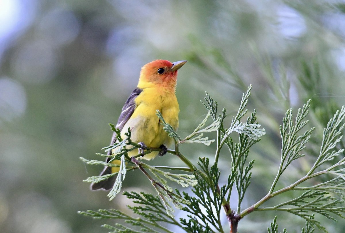 Western Tanager - ML621018455