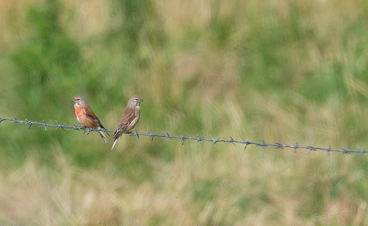 Eurasian Linnet - ML621018503