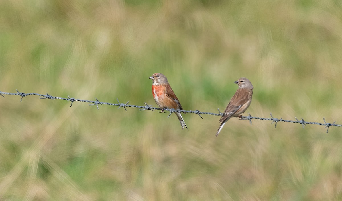 Eurasian Linnet - ML621018505