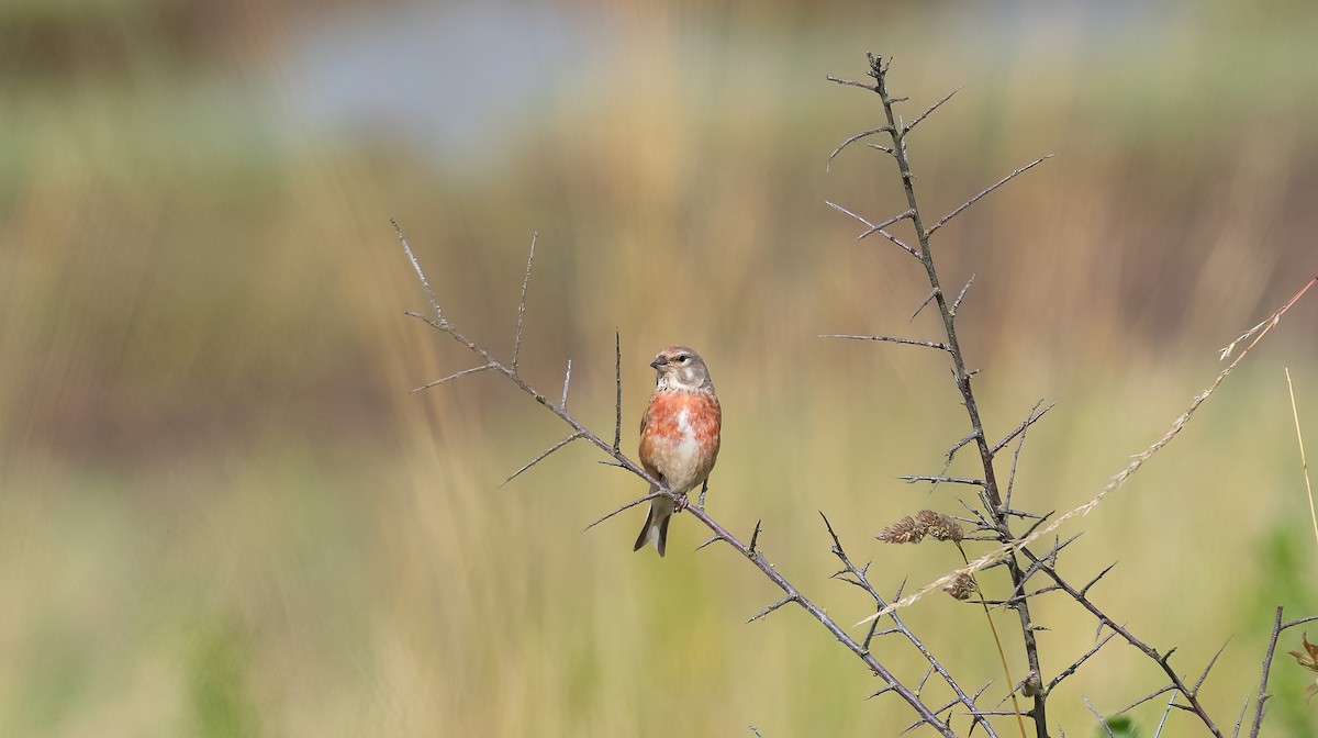 Eurasian Linnet - ML621018518