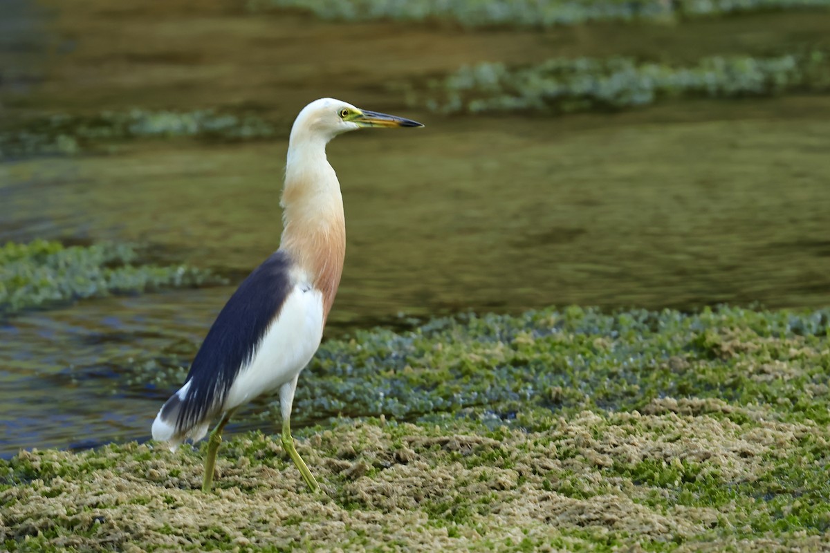 Javan Pond-Heron - ML621018521