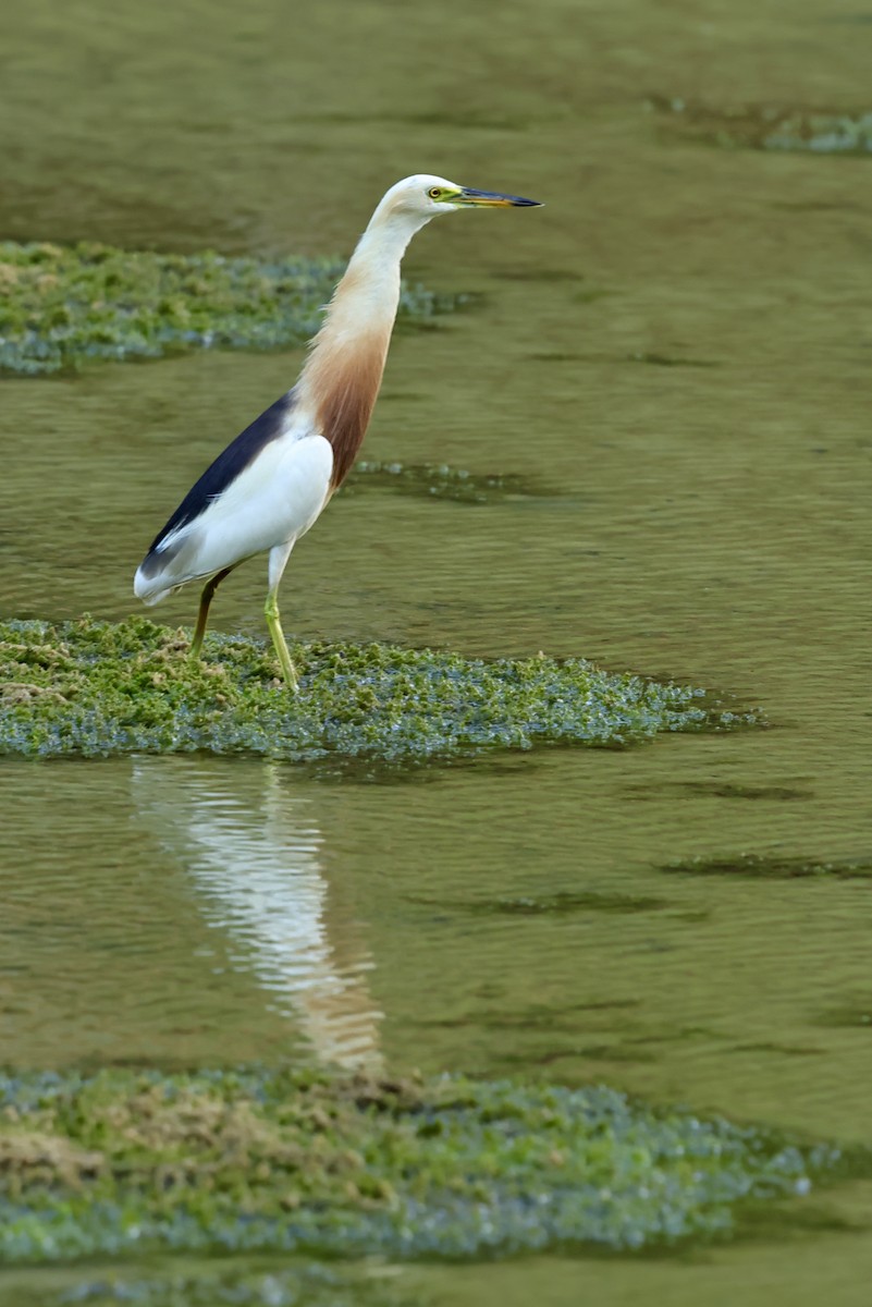 Javan Pond-Heron - ML621018523