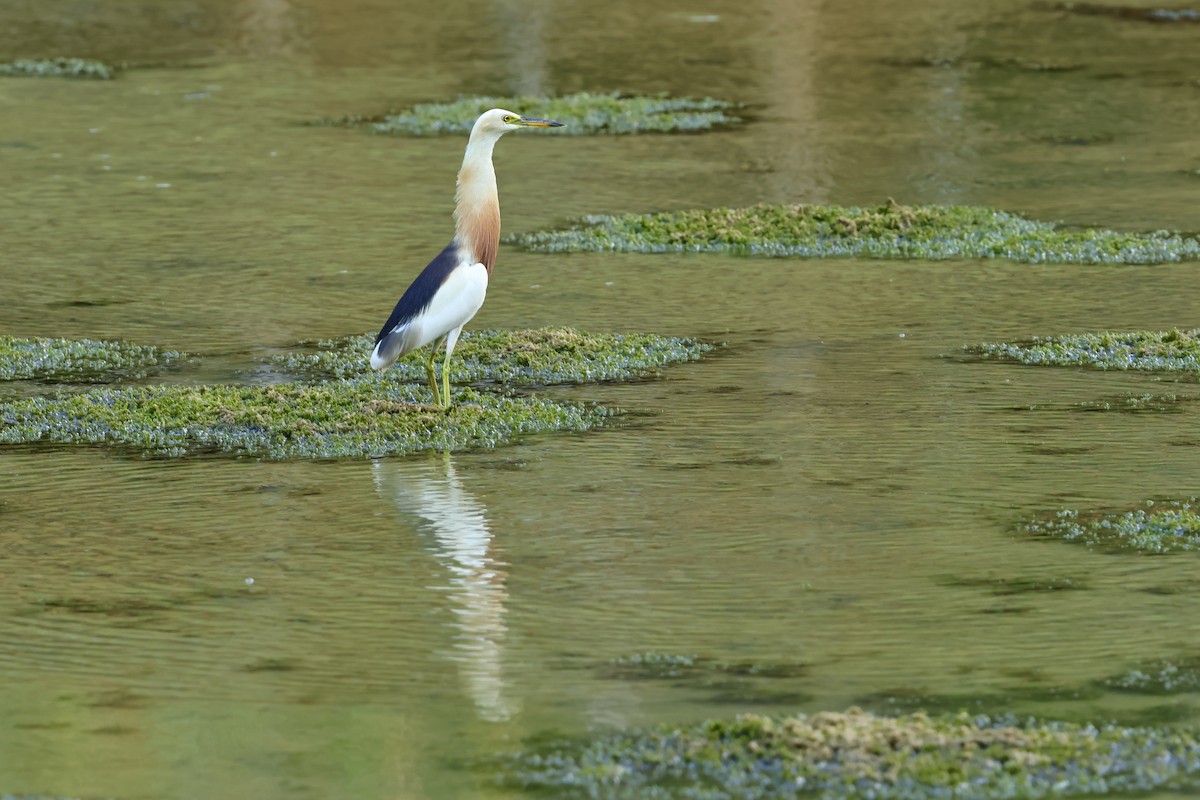 Javan Pond-Heron - ML621018524