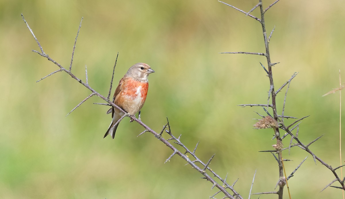 Eurasian Linnet - ML621018526