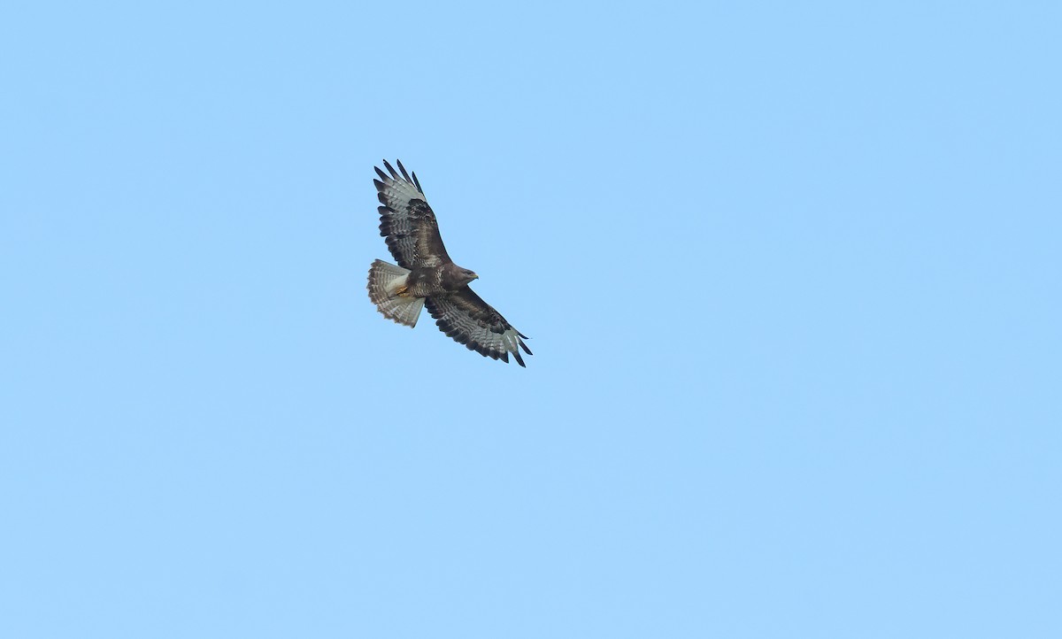 Common Buzzard (Western) - ML621018542