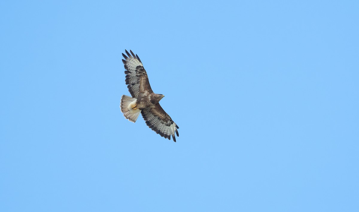Common Buzzard (Western) - ML621018544