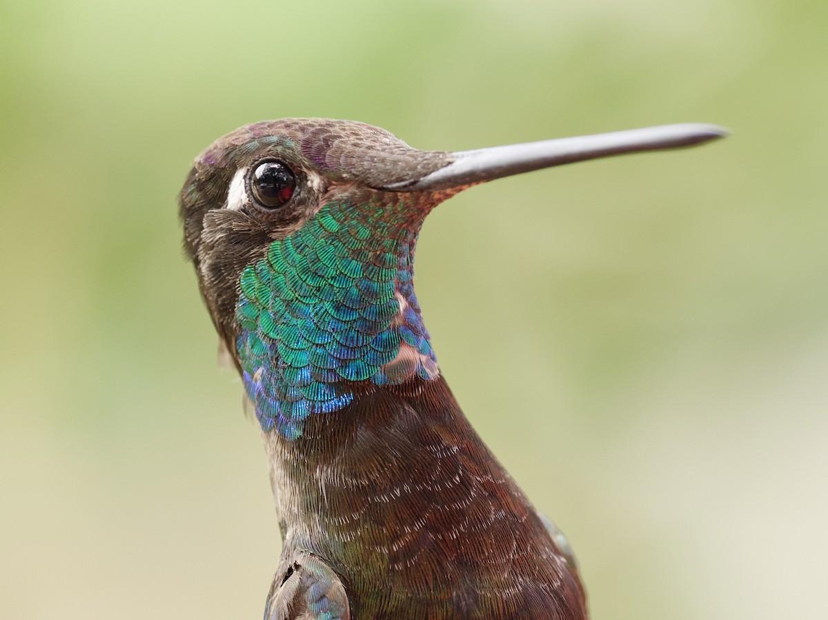 kolibřík skvostný - ML621018550