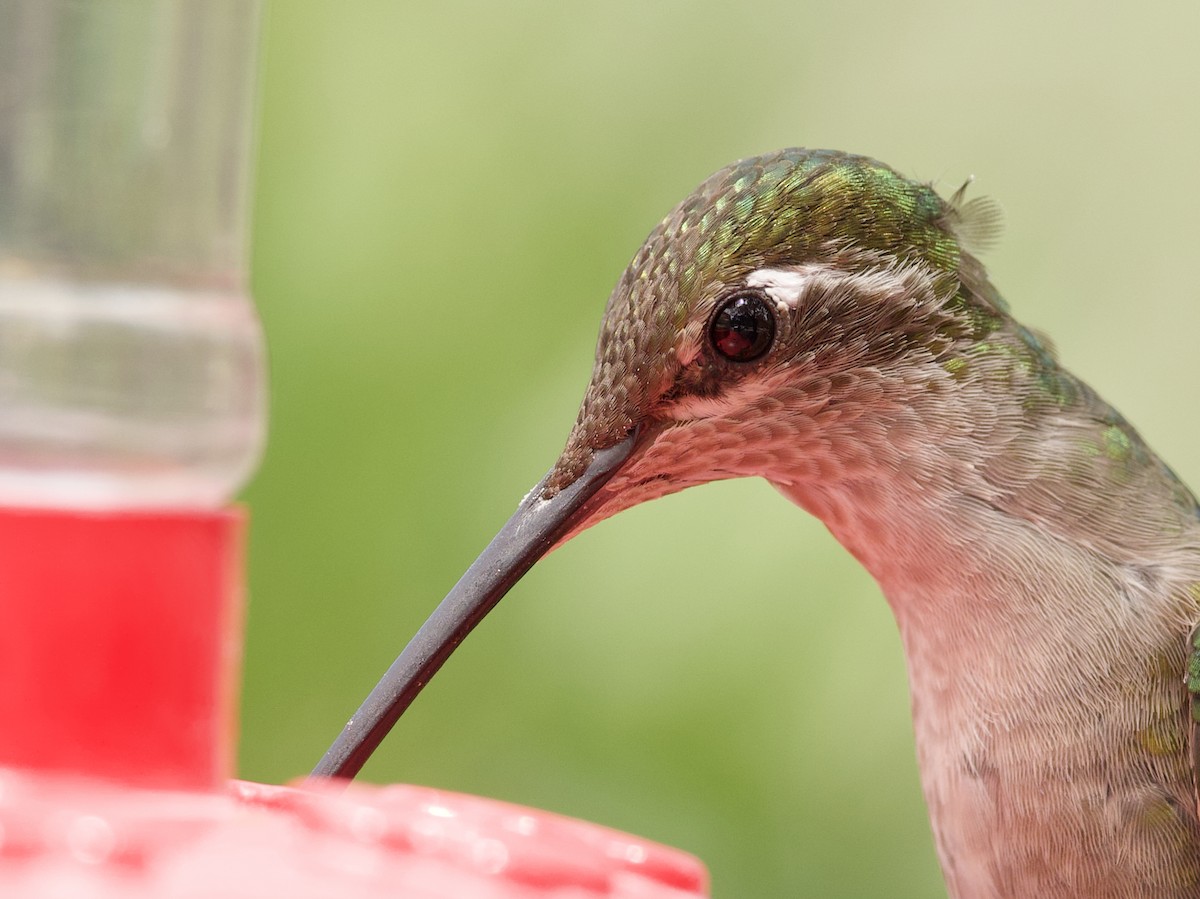 kolibřík skvostný - ML621018552