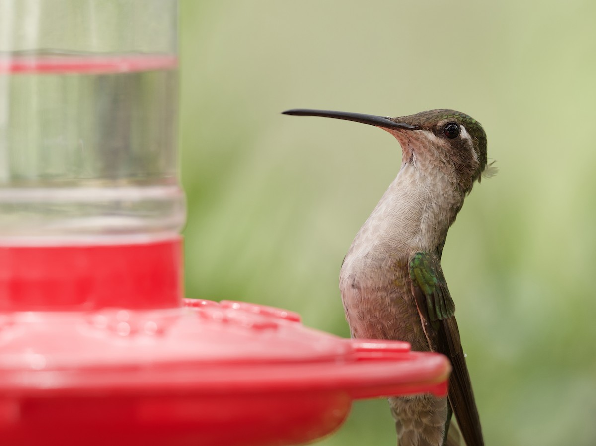 kolibřík skvostný - ML621018553