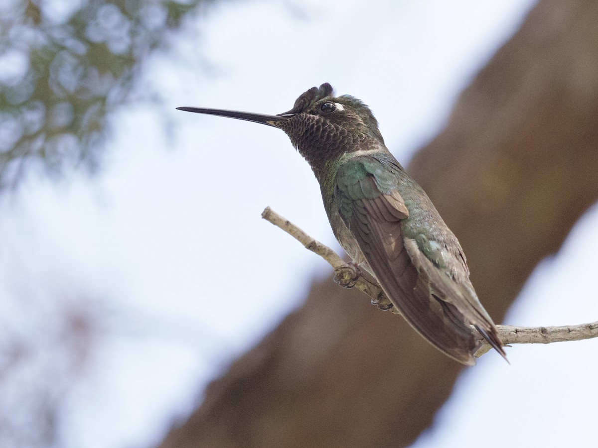 kolibřík skvostný - ML621018556