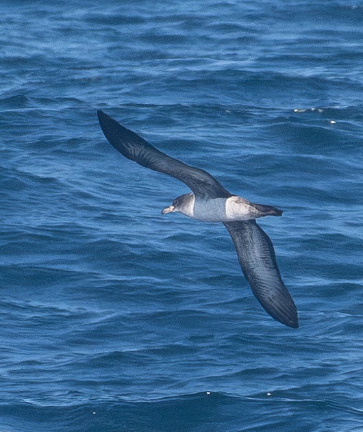 Pink-footed Shearwater - ML621018561