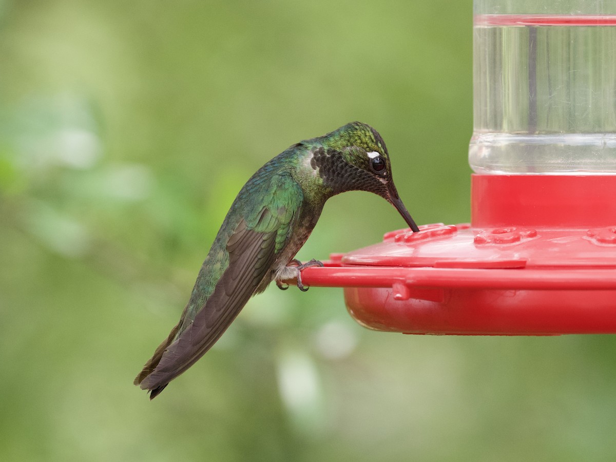 kolibřík skvostný - ML621018569