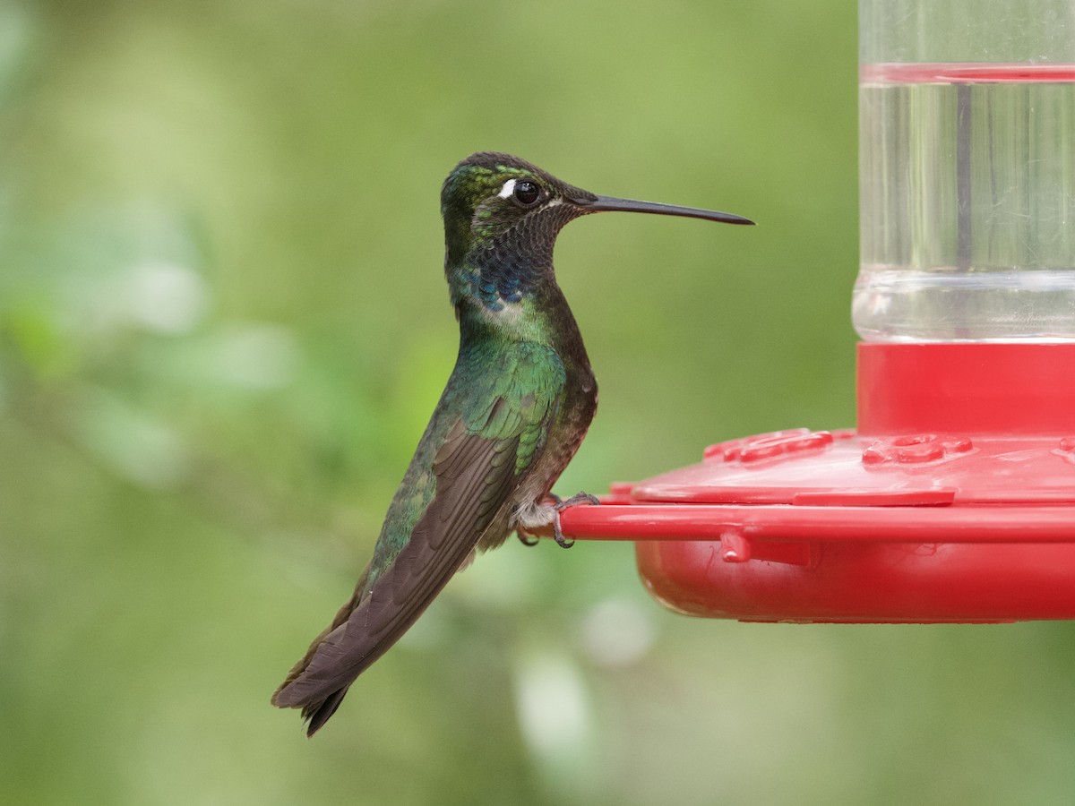 kolibřík skvostný - ML621018580