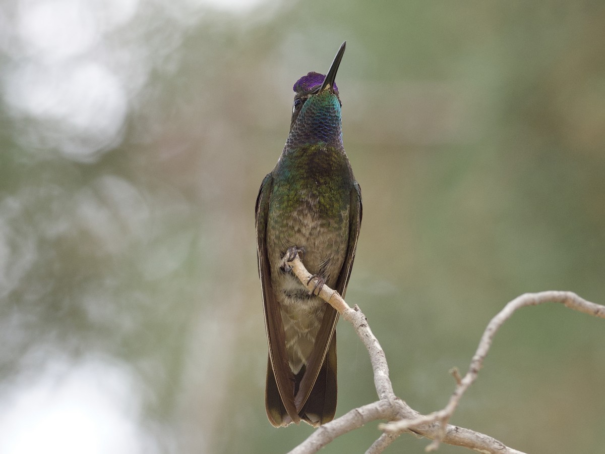 kolibřík skvostný - ML621018582
