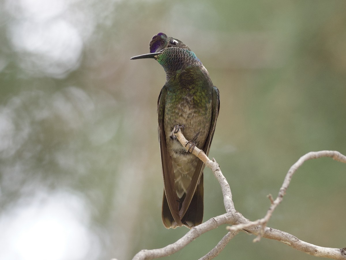 kolibřík skvostný - ML621018584