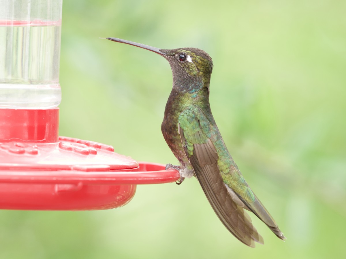 Rivoli's Hummingbird - Sochetra Ly