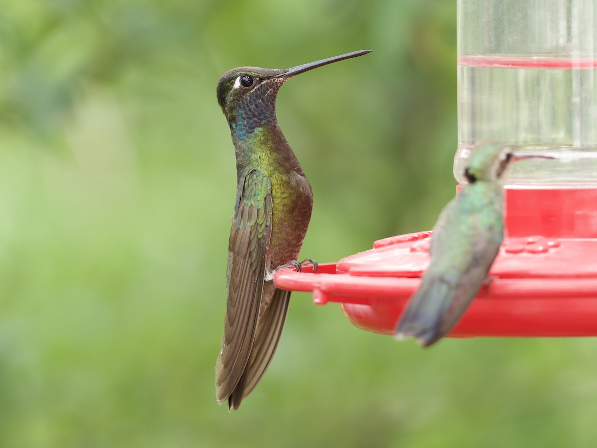 kolibřík skvostný - ML621018592