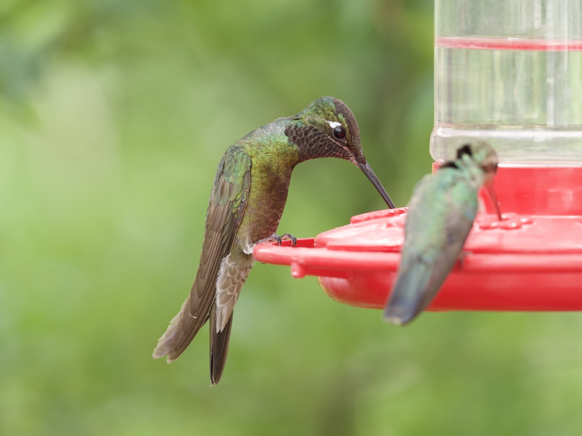 Rivoli's Hummingbird - ML621018593