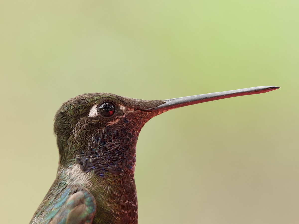 kolibřík skvostný - ML621018594