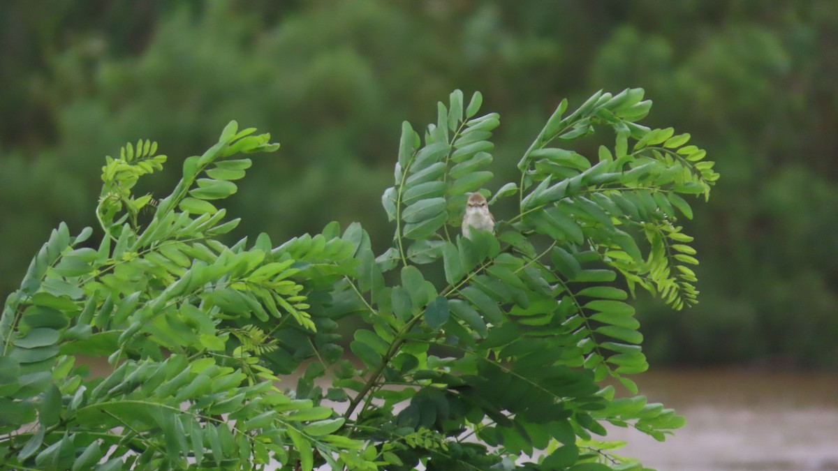 Oriental Reed Warbler - ML621018601