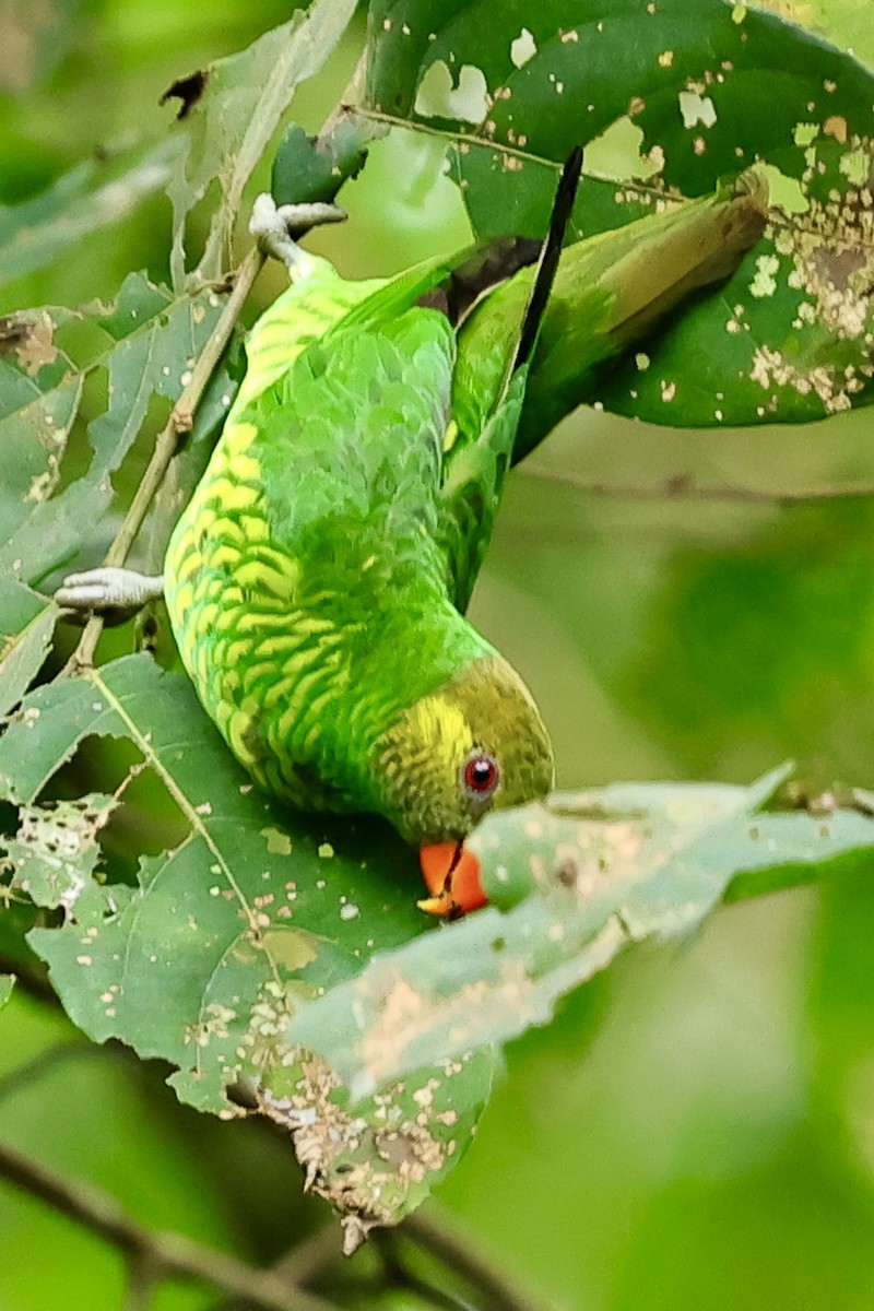 Yellow-cheeked Lorikeet - ML621018613