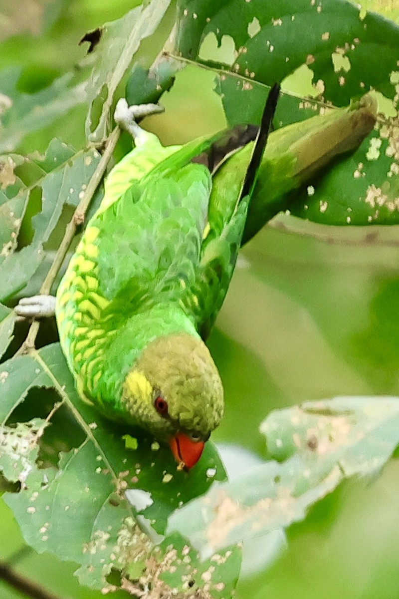 Yellow-cheeked Lorikeet - ML621018614