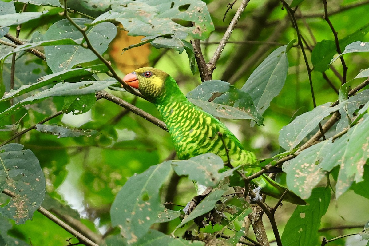 Yellow-cheeked Lorikeet - ML621018615