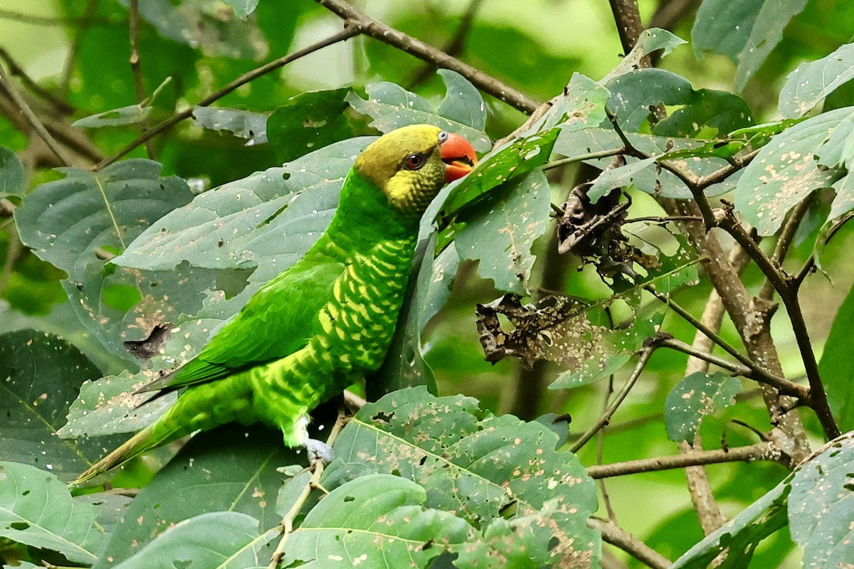 Yellow-cheeked Lorikeet - ML621018616