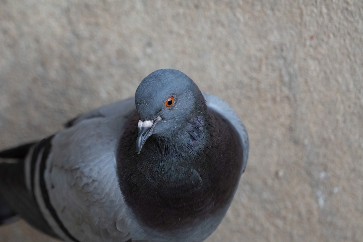 Pigeon biset (forme domestique) - ML621018628