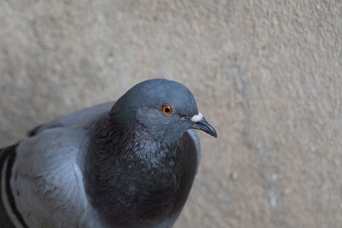 Rock Pigeon (Feral Pigeon) - ML621018633