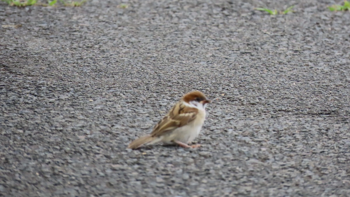 Eurasian Tree Sparrow - ML621018646