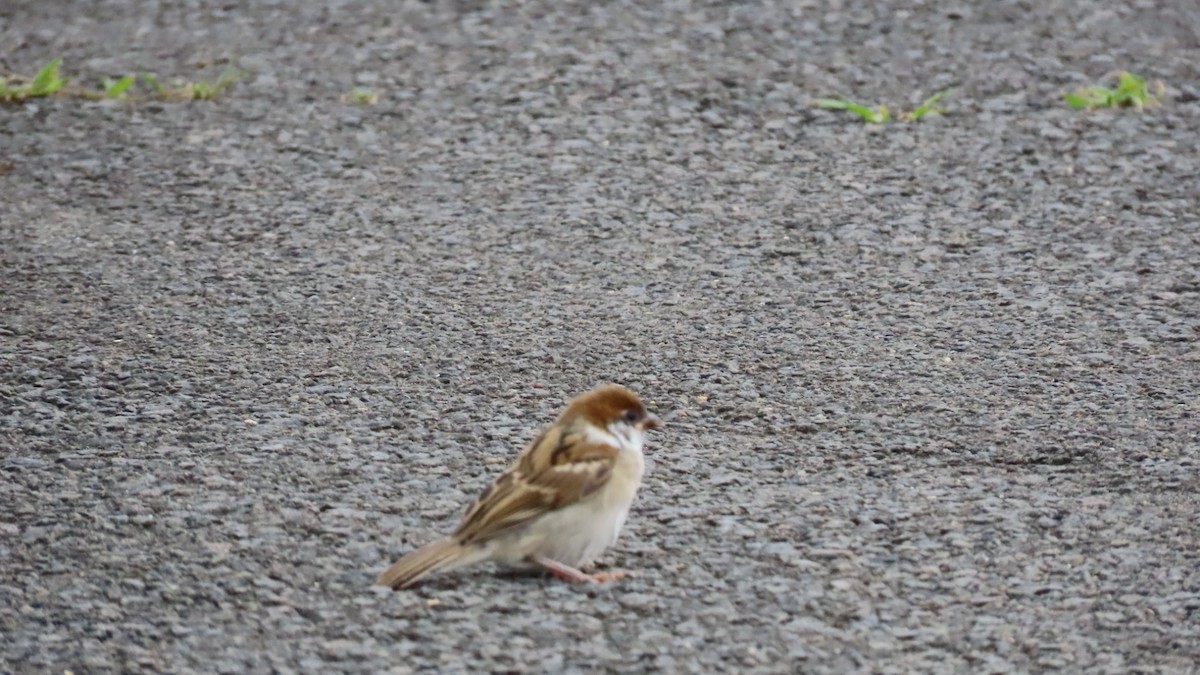 Eurasian Tree Sparrow - ML621018648