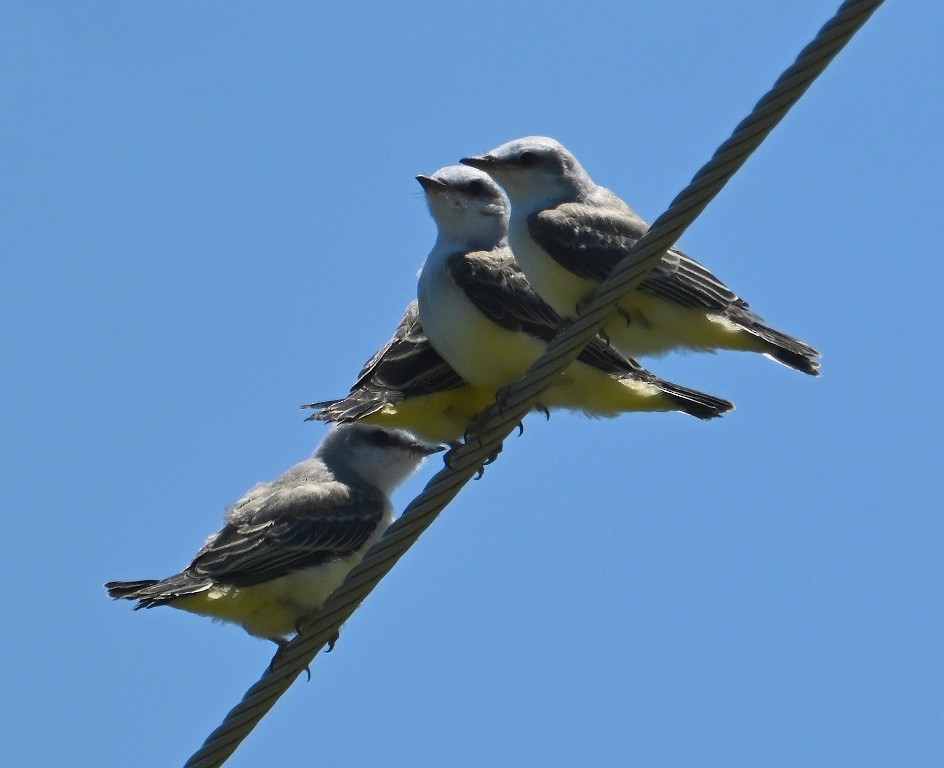 Scissor-tailed Flycatcher - ML621018651